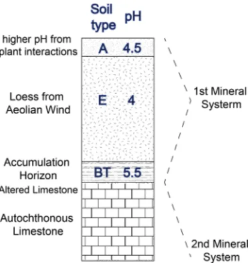 Fig. 2. VCB soil structure and composition. The left letter column (A, E, BT, and IC) indicates the type of soil while the right number column (4.5, 4, 5.5, and 8) corresponds to pH values.