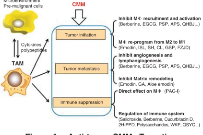 Figure 1.  Anti-tumor CMMs Targeting  TAMs Effects on Tumor Progression