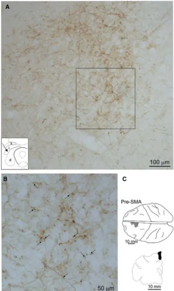 Fig. 5B). One thousand corresponds to an approximate order of magni- magni-tude of the number of CS axons obtained across our monkey population (range 703 to 3195, see Table 1).