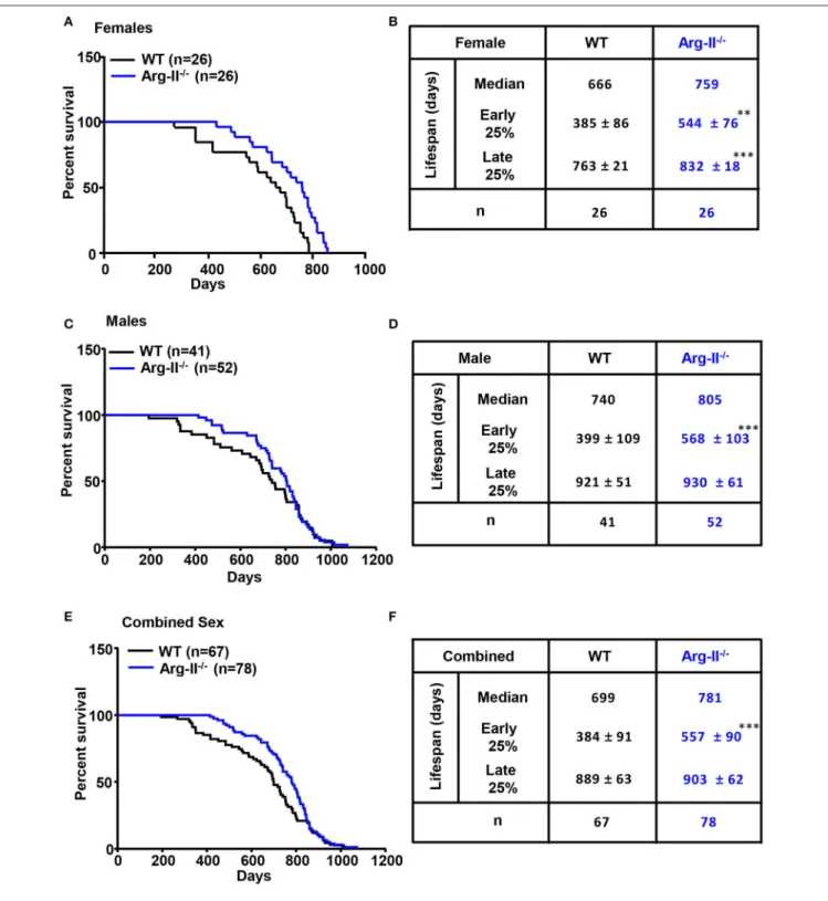 FIGURE 1 | Effects of Arg-II ablation on mouse lifespan and Kaplan–Meier survival curve for female and male wild type (WT) and Arg-II −/− mice