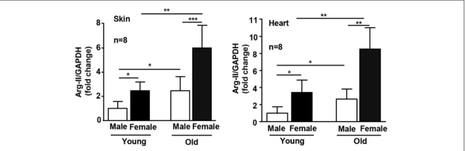 FIGURE 2 | Age- and gender-associated difference in Arg-II expression. mRNA expression of Arg-II is analyzed by qRT-PCR in dorsal skin and heart of young and old WT mice