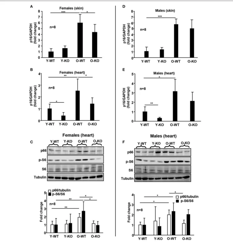 FIGURE 3 | Deficiency of Arg-II reduces p16 INK4a , p66 Shc , and S6K1 in old mice. mRNA expression of p16 INK4a is analyzed by qRT-PCR in the dorsal skin (A,D) and heart (B,E) tissue of female and male mice
