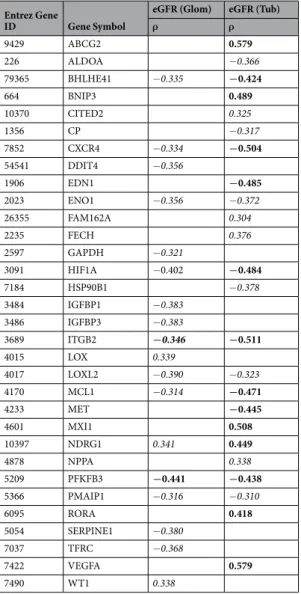 Table 1.  Spearman Correlation Analysis for selected HIF-target genes with eGFR. Bold:  ρ &gt;  І0.4І, adjusted  p  &lt;  0.05; Italic: І0.4І  &gt; ρ &gt;  І0.3І, adjusted p  &lt;  0.05.