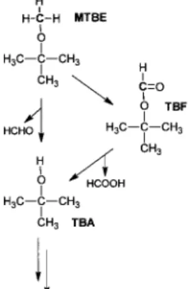 FIGURE 1. Proposed pathways for initial transformation of methyl tert -butyl ether (MTBE) to tert -butyl formate (TBF) and tert -butyl alcohol (TBA).
