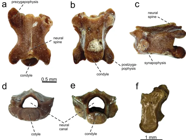Fig. 3 Anguis sp. Vertebrae from a to e Bag˘ic¸i (UU BAG 5101) and f Su¨leymanli (EUNMH PV-14001), in a dorsal; b, f ventral; c lateral;