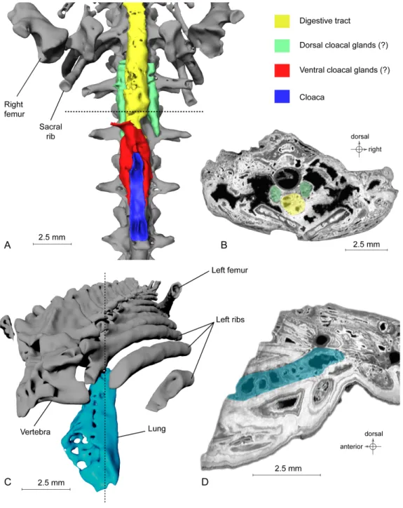 Figure 4 Exceptional preservation of cloacal glands (?) and lung. (A) 3D reconstruction of supposed dorsal and ventral cloacal glands, in ventral view, under the two ischia (not shown)