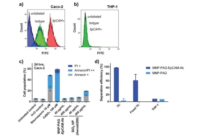 Figure 1. (a) Protein A-coated magnetic nanoparticles (or Protein A/G hybrid-coated 300-nm nanoparticles) where functionalized with EpCAM antibodies