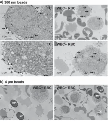 Figure 5. Study of the magnetic bead ﬂ uid contact. A device for continuous operation was assembled