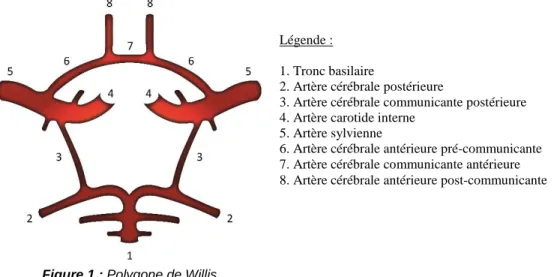 Figure 1 : Polygone de Willis 