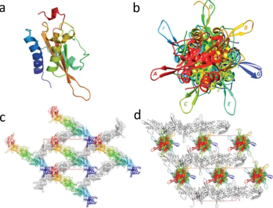 Figure 1.  Crystal structure and packing of MpPR-1i. (a) Cartoon of monomer A colored in rainbow from blue  (N-ter) to red (C-ter)