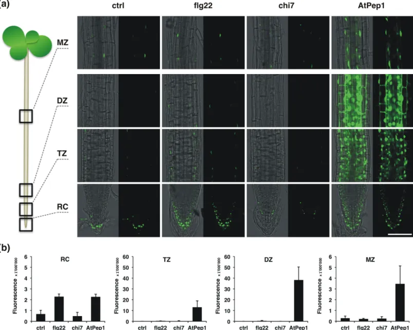 Fig 3. Elicitor-triggered responses of pHEL::YFP N . (a) Microscopic analysis of root developmental zones of 7-days old pHEL::YFP N seedlings following 24 h treatment with 100 nM flg22, chi7, AtPep1 or 0.5x MS as control