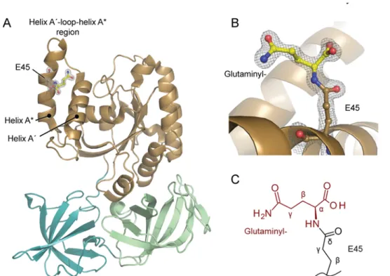 Figure 2. Confirmation of eEF1A modification by site-directed mutagenesis of Glu 45 in S