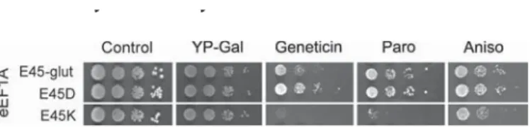 Figure 6. Glutaminylation or mutation of eEF1A Glu 45 to lysine increased growth defect under translational stress conditions in yeast