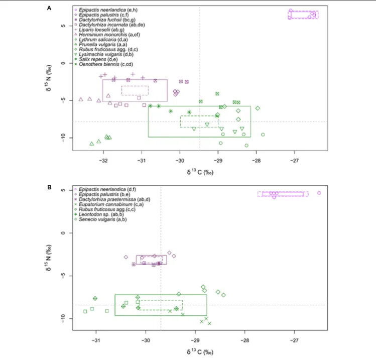 FIGURE 4 | δ 13 C and δ 15 N values of plants at Westhoek (A) and Ter Yde (B). Values for autotrophic non-orchid species are in green, and for orchid species in violet (with E