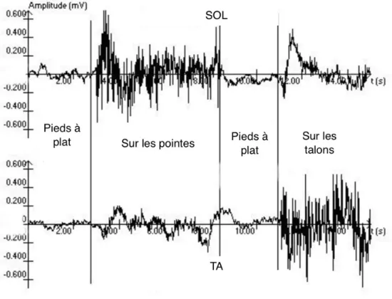 Figure  10.  EMG  des  deux  muscles  antagonistes,  le  SOL  et  la  TA  lors  d’un  mouvement  de  flexion  puis  d’extension sur la jambe analysée