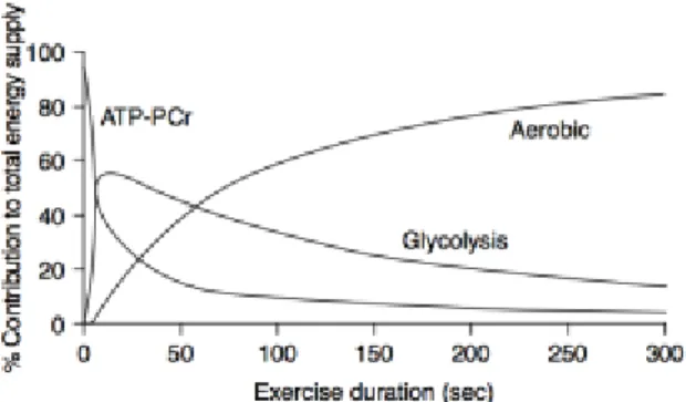 Figure  13.  Contribution  relative  des  trois  filières  énergétiques lors d'un effort maximal