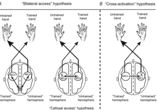 Abbildung  2:  Schematische  Darstellung  der  beiden  Hauptkategorien  der  Hypothesen  der  Mechanismen  des  Cross-limb  Transfers