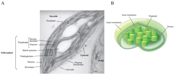 Figure 2: (A) Electron micrograph of an Arabidopsis cell. Chloroplasts are composed of the dual  membrane envelope, thylakoids, stroma, starch granules and plastoglobules