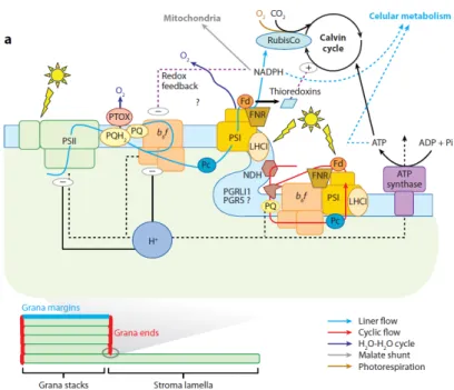 Figure 4: The complex picture of photosynthesis: branched pathways in photosynthetic electron flow,  superimposed  on  highly  regulated  light  excitation  processes