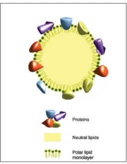 Figure  5:  M odel  of  plastoglobule  structure.  Plastoglobules  are  composed  of  neutral  lipids  surrounded by a polar lipid monolayer and coated with proteins (Bréhélin and Kessler, 2008)