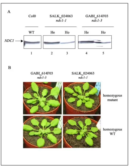 Fig.  S3.  I solation  of  ndc1  mutant  lines.  (A)  Total  extracts  of  two  mutant  lines  ndc1-1,  and  1-3  corresponding to 100 µg of protein each were analyzed by Western blotting