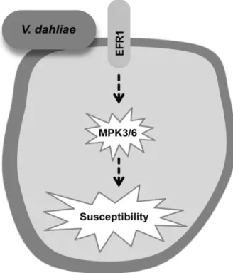 Fig. 7. Proposed model for a signaling pathway mediating Verticillium dahliae susceptibility