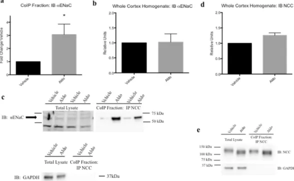 Figure 3.  Coimmunoprecipitation demonstrated increased association of NCC and  αENaC aldosterone- aldosterone-treated mice