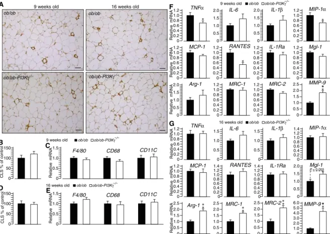 Fig. 2. PI3Kg ablation in ob/ob mice drives an M2-biased gene expression signature in adipose tissue