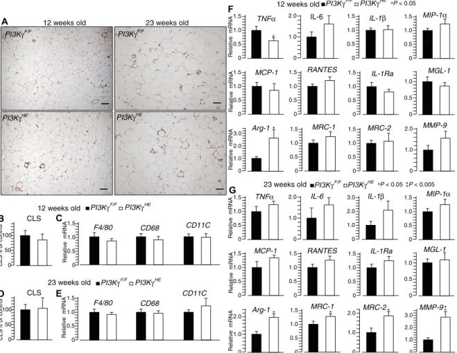 Fig. 4. PI3Kg ablation in the hematopoietic-endothelial compartment drives an M2-biased gene expression signature in adipose tissue