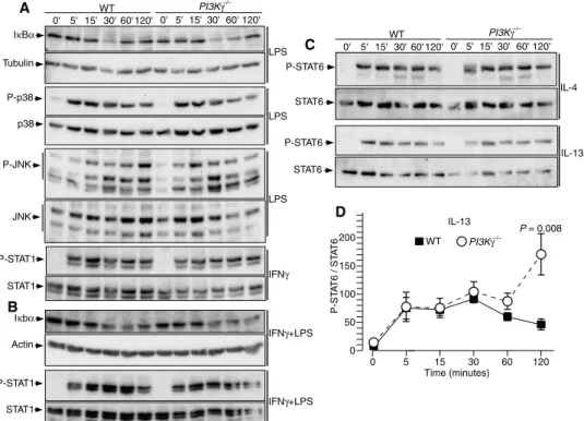 Fig. 6. M1- and M2-polarizing signaling in macrophages lacking PI3Kg. (A) Immunoblot analyses of IkBa degradation and p38 and JNK phosphorylation induced in BMDMs exposed to LPS for the indicated times and STAT1 phosphorylation in BMDMs treated with IFNg f