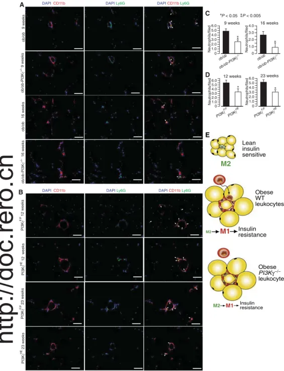 Fig. 7. PI3Kg is required for efficient recruitment of neutrophils to adipose tissue. (A) CD11b and Ly6G immuno- immuno-staining of adipose tissue sections from 8- and 16-week-oldob/ob and ob/ob-PI3Kg −/− mice