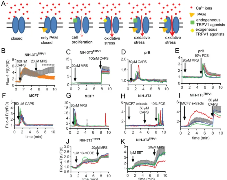 Fig 1. Effect of MRS on TRVPV1-mediated Ca 2+ signaling. A) Schematic model of TRPV1 channel modulation by MRS in cancer cells