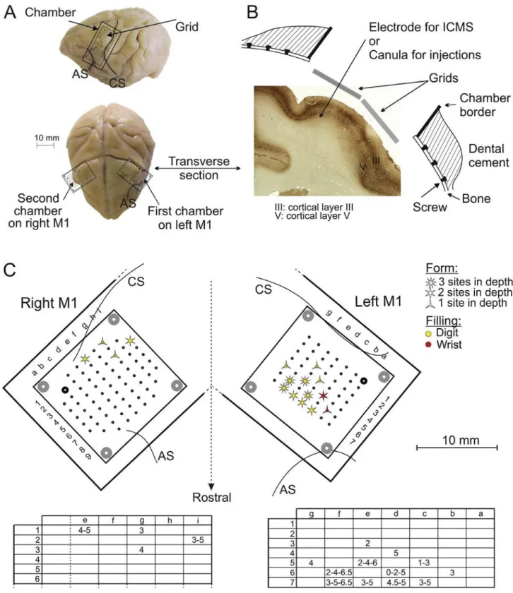 Fig. 3. Head chronic chamber implants and M1 lesions. Localization of the head chamber implants over the M1 hand area of Mk-DG