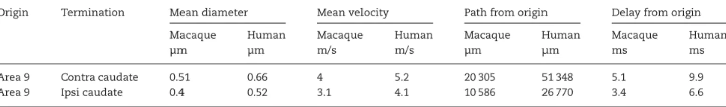 Table 2 Diameter, computed conduction velocity, pathway length and delays in projections from cortical areas to ipsilateral and contralateral striatum in monkeys, adjusted to humans