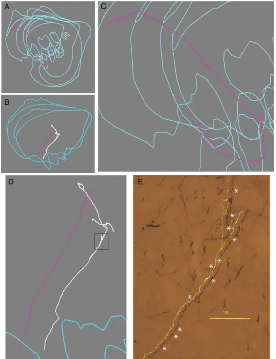Figure 4. Cortical axons distribute few branches and varicosities over long trajectories in the striatum