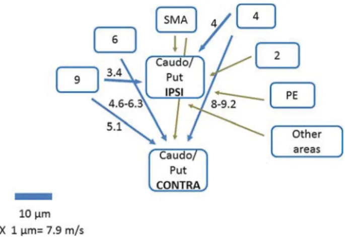 Figure 5. Summary diagram of cortical connections to ipsilateral and contralateral caudo-putamen in the monkey
