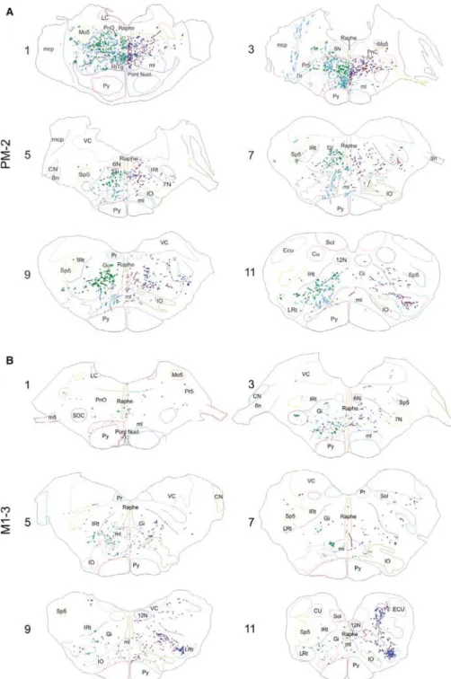 Fig. 4. Reconstructions of brainstem coronal sections of PM-2 (A) and M1-3 (B), arranged from rostral (section 1) to caudal (section 11)