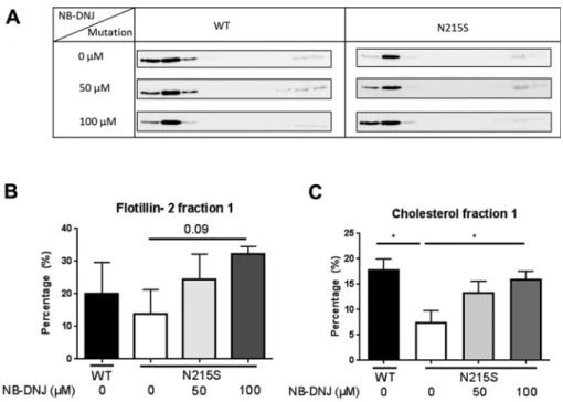 Figure 2. Effect of NB-DNJ on the altered ﬂotillin-2 distribution in LRs in ﬁbroblasts derived from Fabry patients