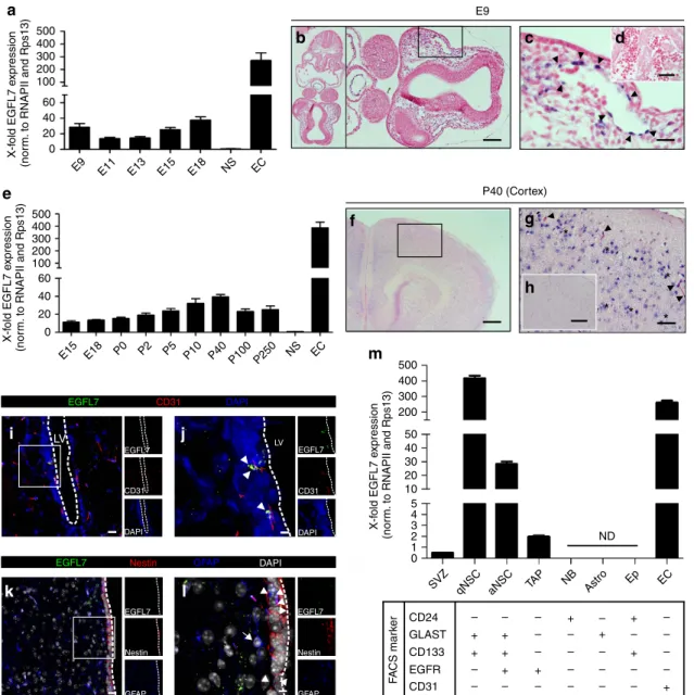 Figure 1 | Localization of EGFL7 expression in the mouse brain and SVZ. (a) Two expression maxima of EGFL7 were detected at E9 and E15/E18 by qRT-PCR