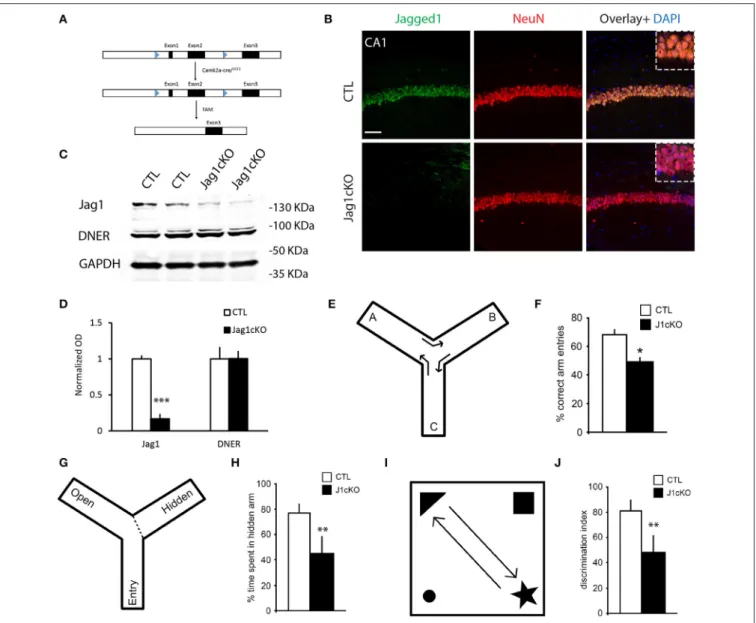FIGURE 2 | Targeted loss of Jagged1 in adult mouse neurons causes a spatial memory deficit