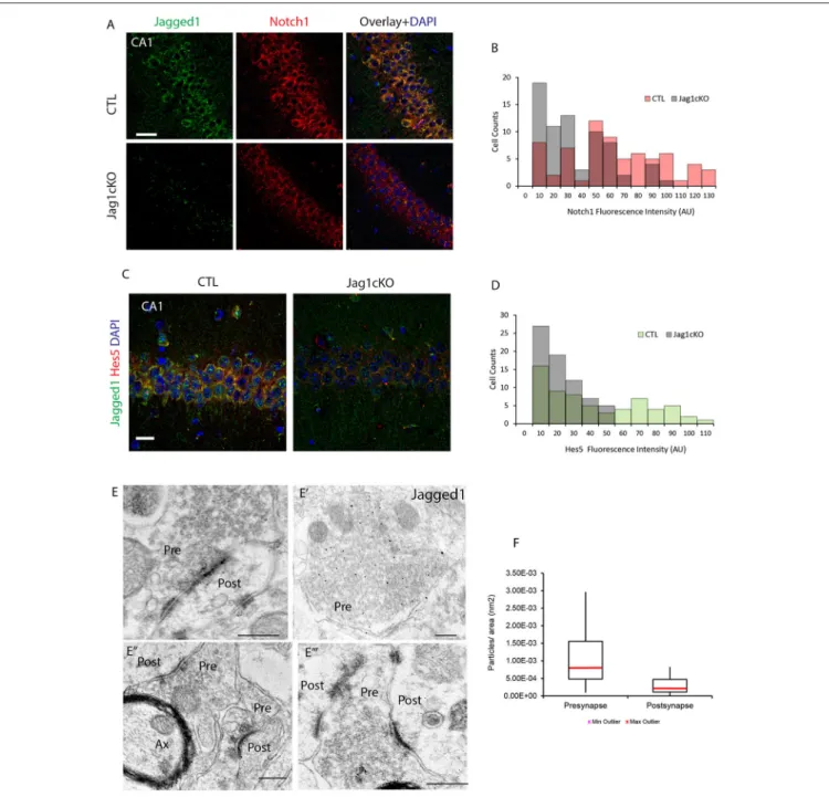 FIGURE 3 | Jagged1 regulates learning-dependent Notch induction and is enriched presynaptically