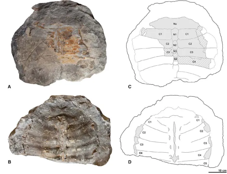 Fig. 2. The current state of preservation of the holotype partial carapace (MDLCA 14007) of Procyclanorbis sardus (A, C) and its imprint (B, D)