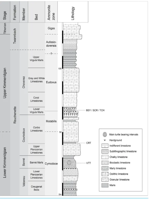 Figure 2 Stratigraphic section of the Reuchenette Formation. Most specimens were discovered within the Lower Virgula Marls (sites of BSY, SCR, and TCH)