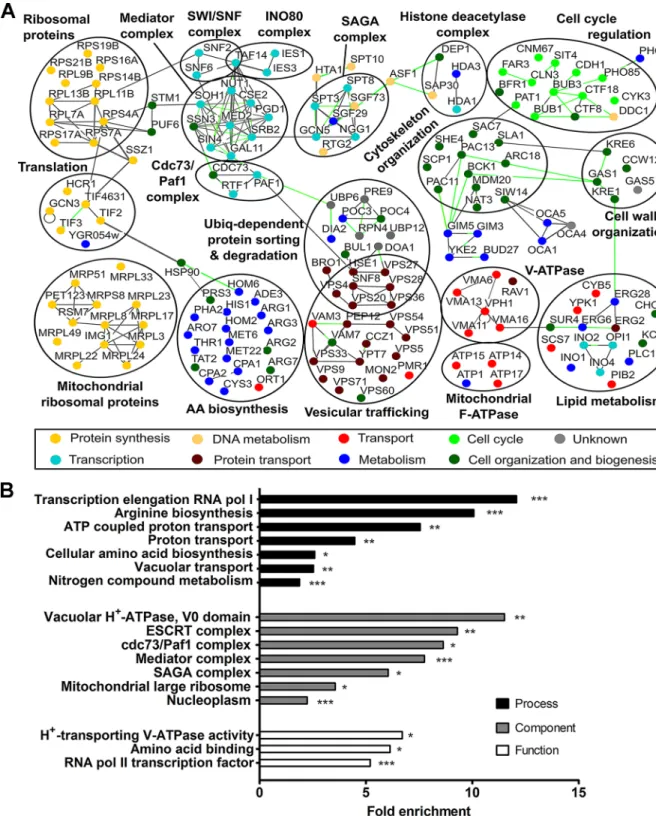 Fig 1. Systematic analysis of genetic interaction partners of SCH9. (A) SCH9 genetic interaction network