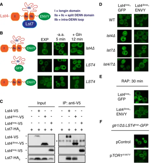 Figure 1. The Lst4 Intra-DENN Loop Is Necessary and Sufficient for Regulated Vacuolar Membrane Tethering