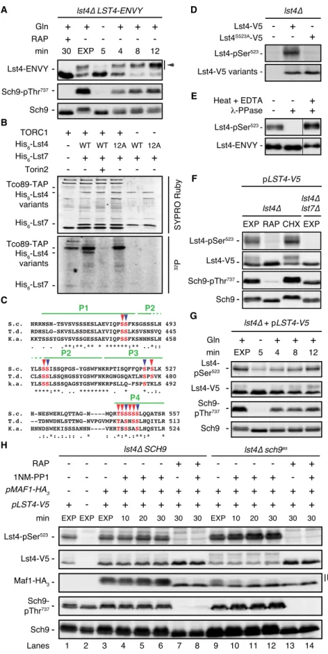 Figure 2. Lst4 Is Phosphorylated In Vivo and In Vitro by TORC1