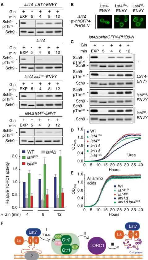 Figure 4. Homeostatic Control of TORC1 in Response to Amino Acids Relies on  Feed-back Inhibition of the Rag GTPase GAP  Com-plex Lst4-Lst7