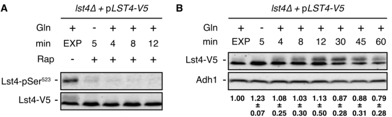 Figure S1. Glutamine Refeeding Fails to Stimulate Lst4-Ser 523  Phosphorylation in the Presence of  Rapamycin and Does Not Significantly Alter Lst4 Levels, Related to Fig