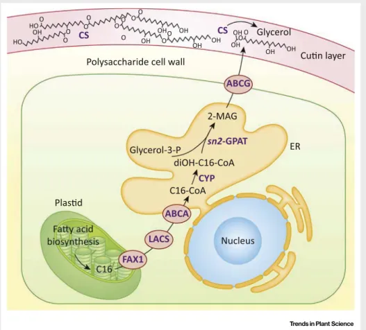 Figure I. Biosynthesis of the Extracellular Lipid Polyester Cutin.