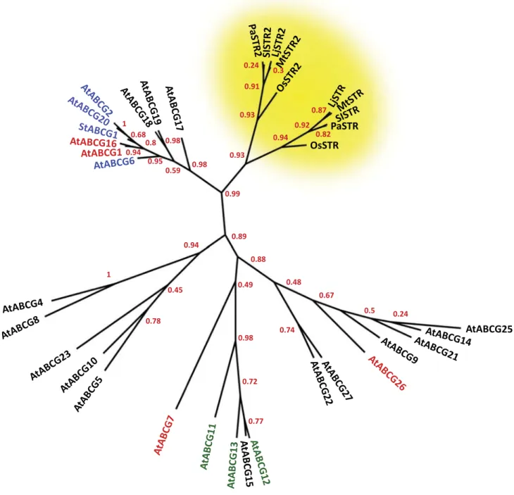 Figure 1. Phylogram of the ABCG Family of Arabidopsis thaliana and the Arbuscular Mycorrhiza (AM)-Related STR and STR2